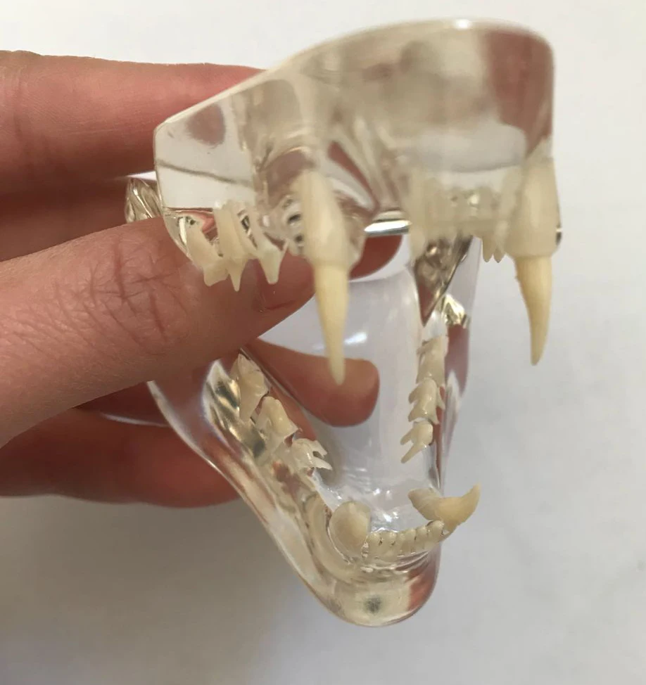 Анатомическая патология кошачьих Модель челюсти Медицинская Анатомия рта и зубов кошки Clear Feline esqueleto anatomia
